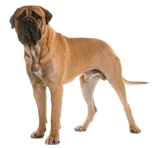 Bullmastiff apartment store